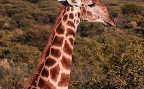 大班美術(shù)長頸鹿教案設(shè)計