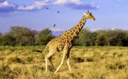 小班體育游戲長頸鹿的朋友教案