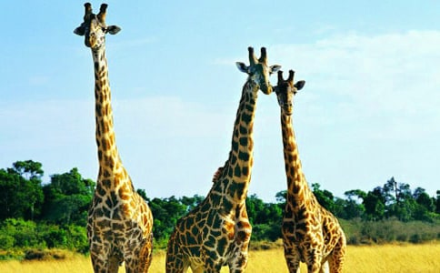 ������g(sh��)�L�i¹�̰�(13ƪ)