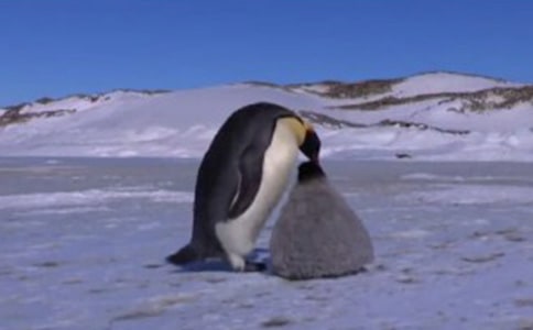 超越生命的愛(ài)作文300字