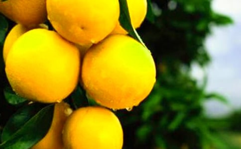 染色橙子危害健康 如何鑒別染色橙子