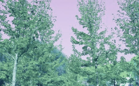 關(guān)于春風(fēng)來了的作文