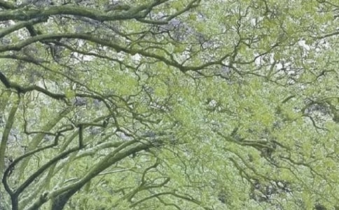 關(guān)于描寫春風(fēng)的作文寫作素材