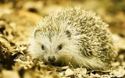 �W(xu��)ǰ�����g(sh��)�̰�����Ȥ�Ĵ��