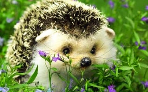 小班美術(shù)教案刺猬13篇