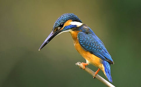 ���B�̰�ģ���ƪ