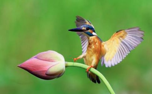 人教新課標三年級下冊《翠鳥》優(yōu)秀教案設計