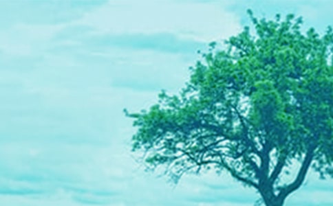 小苗與大樹的對(duì)話讀后感5篇