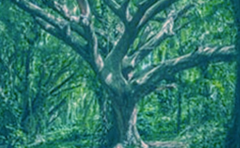 關于仰望大樹的作文