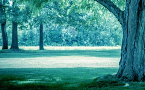 (通用)關(guān)于大樹的作文15篇