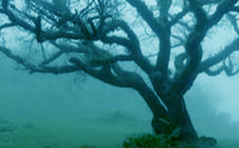 小苗與大樹的對話讀后感