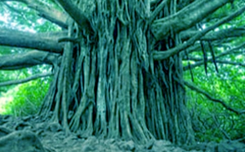 關(guān)于大樹(shù)作文14篇