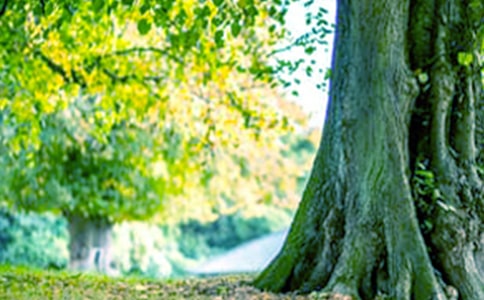 關(guān)于大樹的作文通用15篇