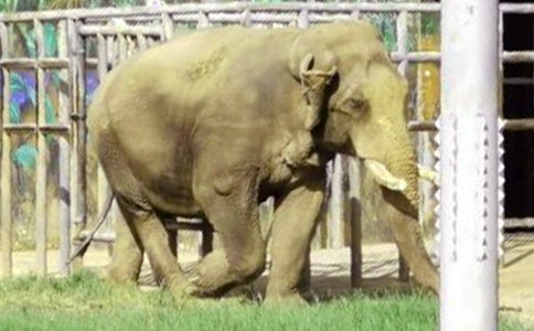 給大象拔刺讀后感