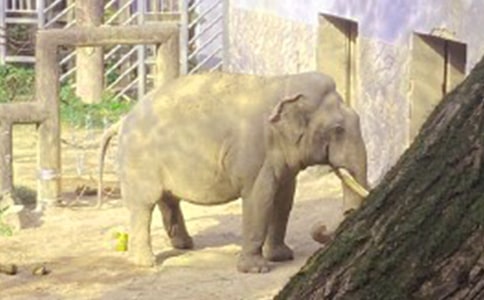 精選三年級大象作文300字四篇