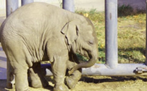 大象版五年級(jí)科學(xué)上冊(cè)全冊(cè)教案范文