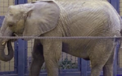 大象救小兔(看圖寫話) -作文