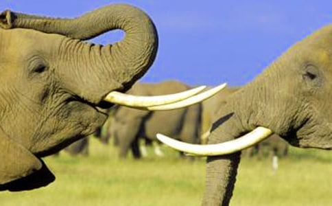 與大象相關(guān)的美術(shù)教案精選