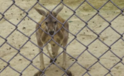 《袋鼠媽媽》小班體育教案