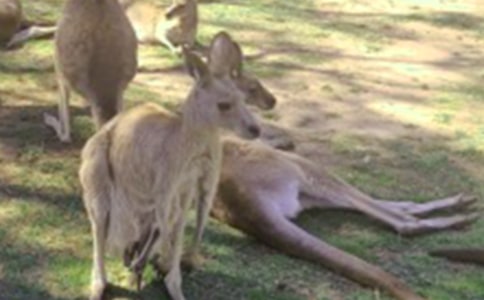 《袋鼠旅行》大班教案