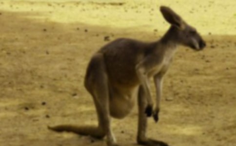 關(guān)于快樂(lè)的小袋鼠的體育教案