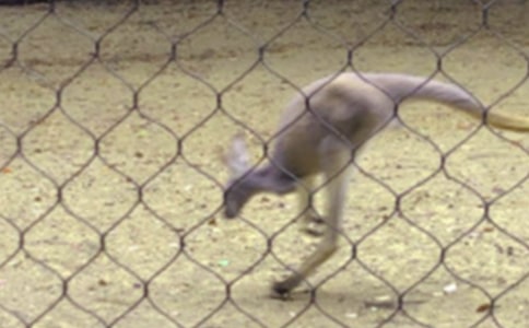 �а��w���̰���С����