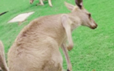 小班教案:袋鼠媽媽