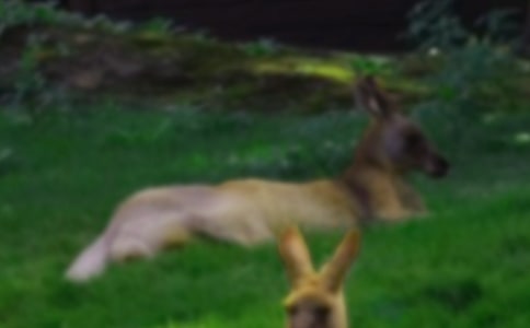 小班體育袋鼠跳跳教案(通用11篇)