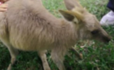 小袋鼠救災(zāi)體育游戲教案