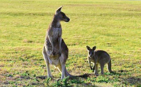 С���w���Α���󋌋��̰�