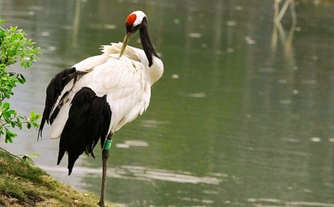 �������ĵ���Q���̌W(xu��)��ӛ