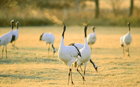 �����ĵ���Q(1)