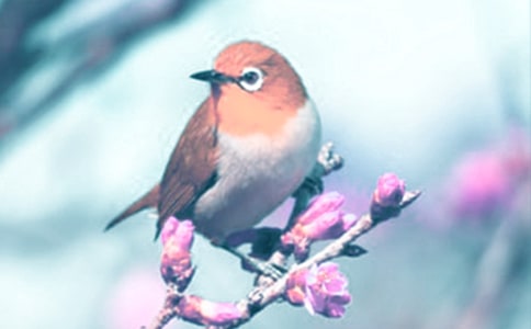 Ұ����ֲ�ﱣ�o(h��)���󣨾��x9ƪ��