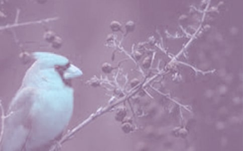 中班大自然動(dòng)植物的科學(xué)教案