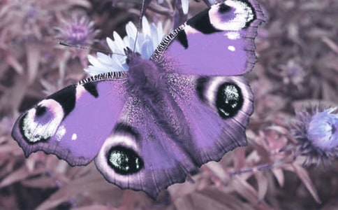 ���o(h��)Ұ����(d��ng)ֲ�ﺆ��(b��o)���ģ�ͨ��22ƪ��