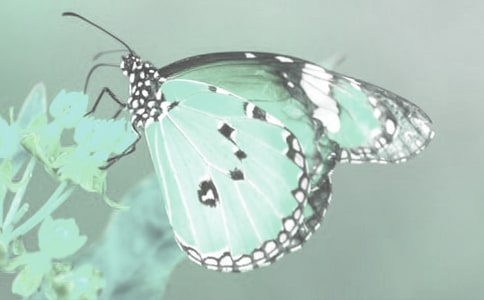 Ұ����(d��ng)ֲ�ﱣ�o(h��)��������(b��o)���ģ����x10ƪ��