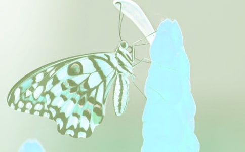 Ұ����(d��ng)ֲ�ﱣ�o(h��)��������(b��o)�����x5ƪ��