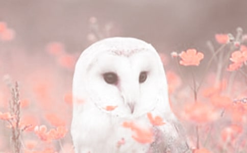 愛護(hù)動(dòng)植物就是愛護(hù)自己