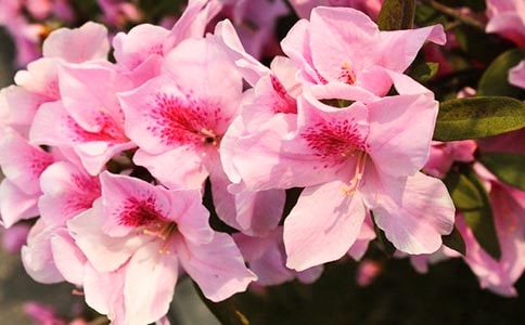 描寫(xiě)杜鵑花的優(yōu)美段落作文