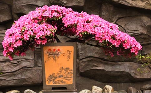 描寫杜鵑花的作文片段