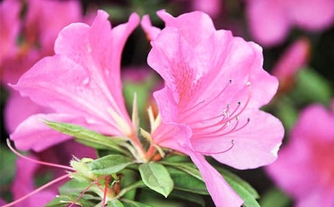 關(guān)于杜鵑花作文【優(yōu)選3篇】