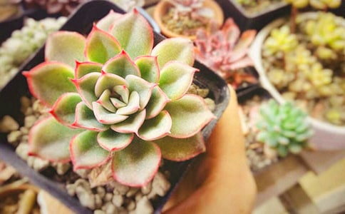 �ɐ�(��i)�Ķ�������