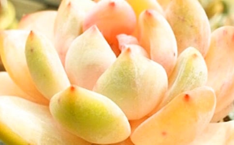 我家的多肉作文