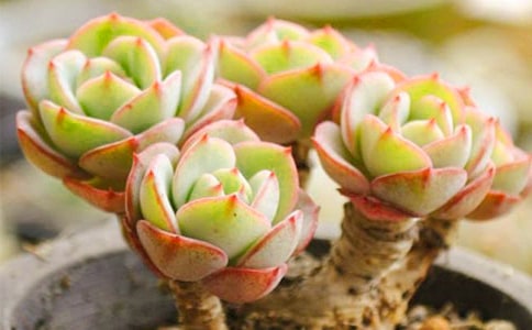 �ɐ۵Ķ��� - ��������350��