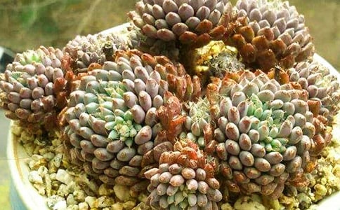 多肉觀察日記(精選41篇)