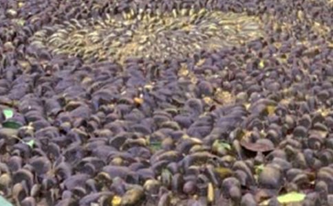 �Z��ʯ������