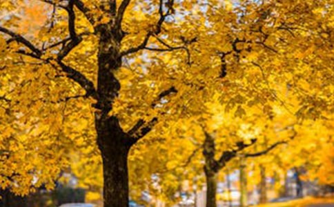 留在我心底的風景作文