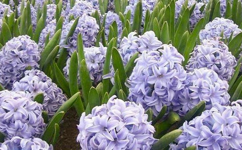 �L(f��ng)���Ӄ�(y��u)������