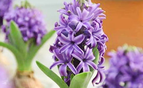 �L(f��ng)���ӵ���ӛ