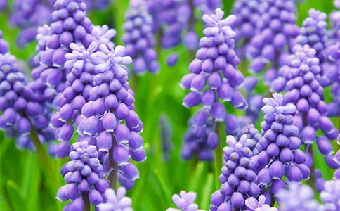 風(fēng)信子的藍(lán)色優(yōu)秀作文